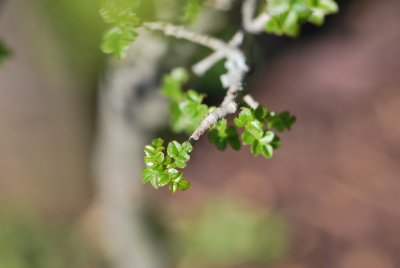 Fraxinus xanthoxyloides - jasan žlutodřevový - jarní větévka